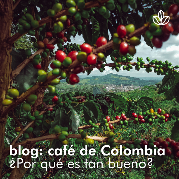 CAFÉ DE COLOMBIA, ¿POR QUÉ ES TAN BUENO?